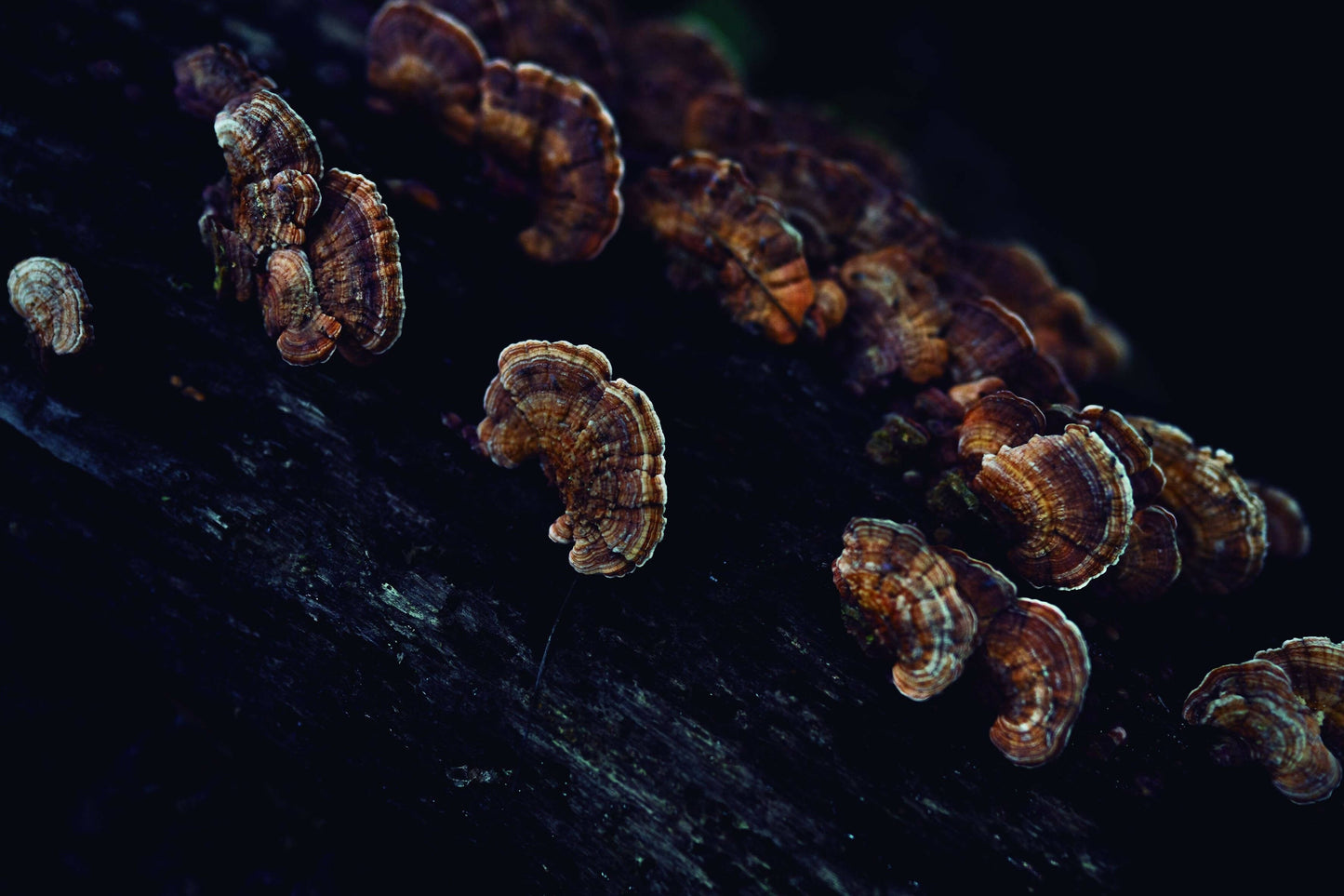 Editorial RM The Serpent’s Trail Photobook