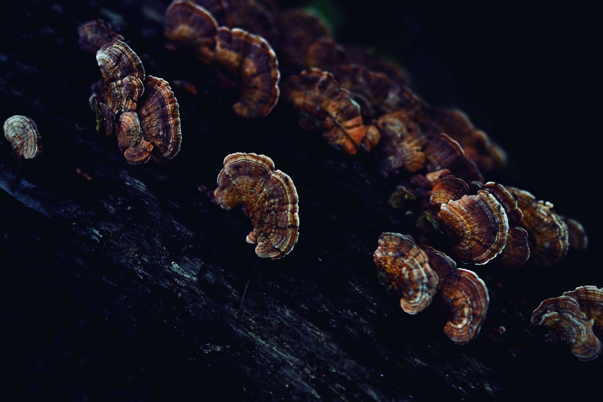 Editorial RM The Serpent’s Trail Photobook