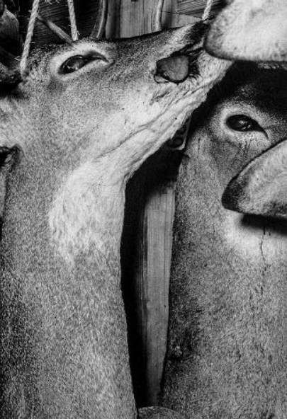 Editorial RM Omen Photobook