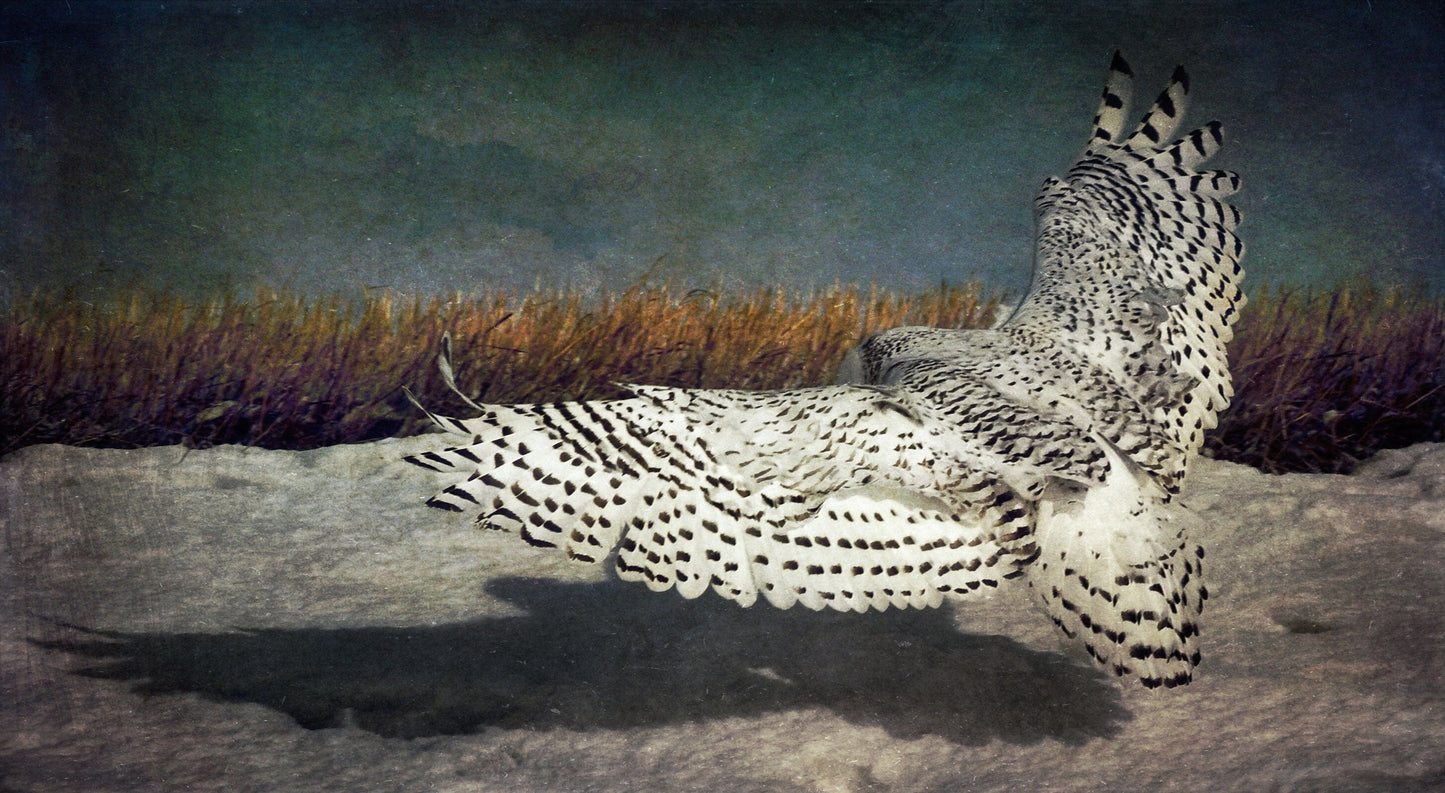 Vision Neil Folberg Gallery Shadows & Spots Photograph