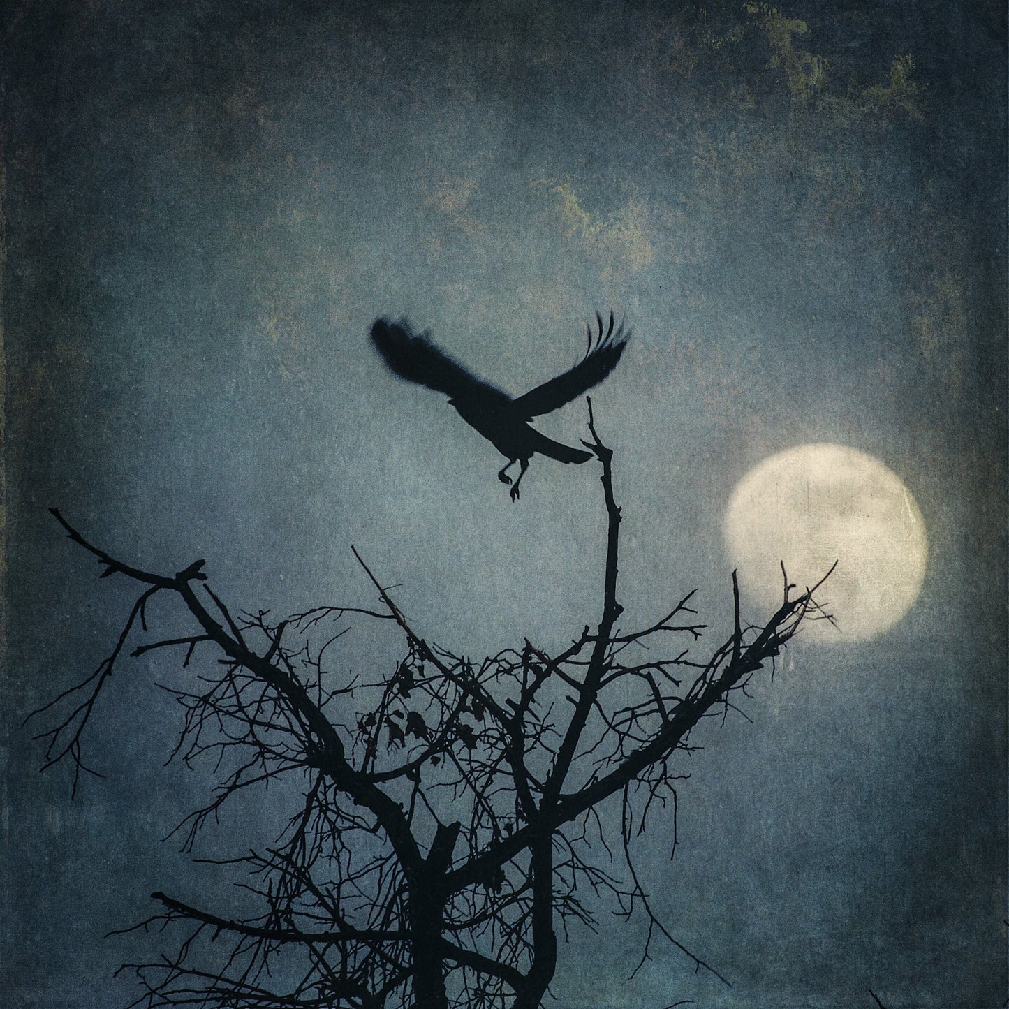 Vision Neil Folberg Gallery The Cry of the Lonely Crow Photograph